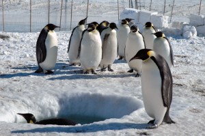 ranch_penguins4