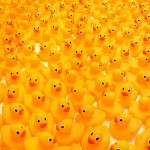 450px-Rubber_duckies