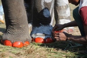 Elephant