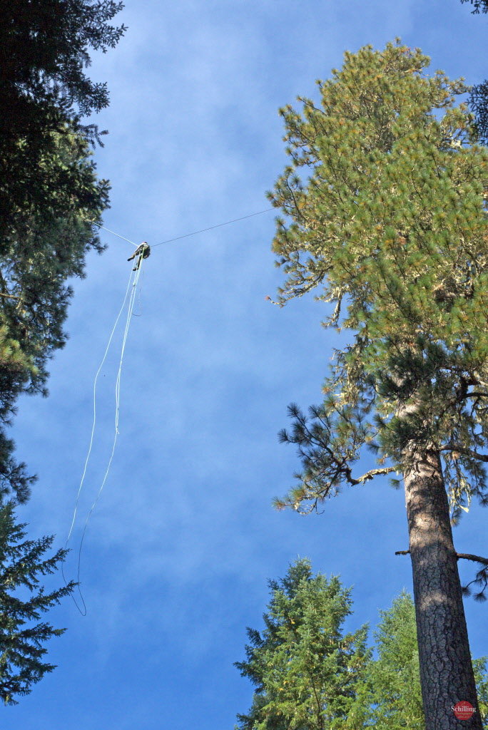 trphalanxbigpine2-9jpg-dd00a5a0385e88f5 Tallest pine tree