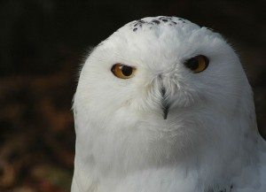 Snowy Owl