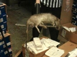 giantratbeast0112 Rat