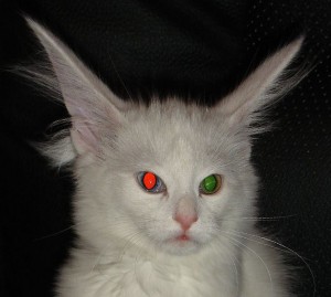 CatWow