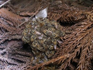Japanese honeybee