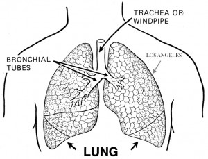 LALungs