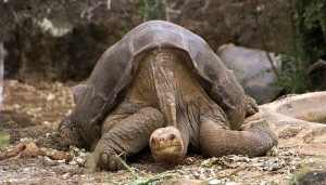 Lonesome_George_-Pinta_giant_tortoise_-Santa_Cruz