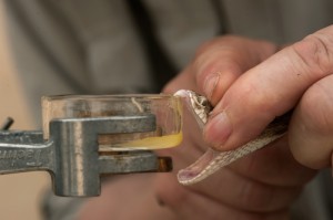 Venom_extraction
