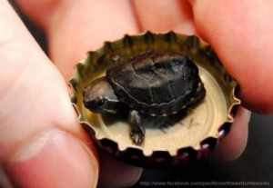 Tinyturtle