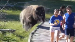 Bison
