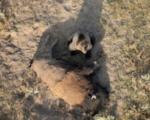 GrizzBison