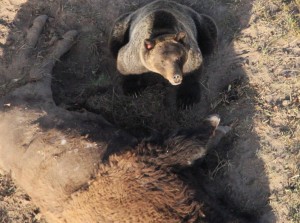 GrizzBison2