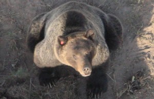 GrizzBison3