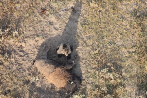 GrizzBison4