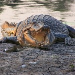 354909867_391a67913f