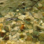 800px-Water_Strider