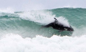 MC121110NADORCA-web_1.gallery-image