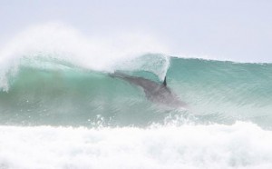 MC121110NADORCA8-web.gallery-image