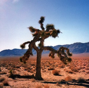 Joshuatree