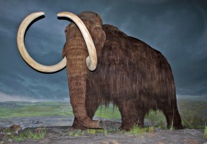 800px-Woolly_Mammoth-RBC