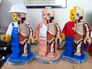 LegoAnatomical