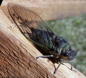 Cicadas-Tibicen_linnei Cicadas