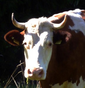 Why so sad? Meat Cuts