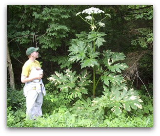 Giant Hogweed