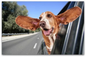 Why will a dog stick its head out of a moving car, but hates it when you blow in its face? Why will a dog stick its head out of a moving car, but hates it when you blow in its face?