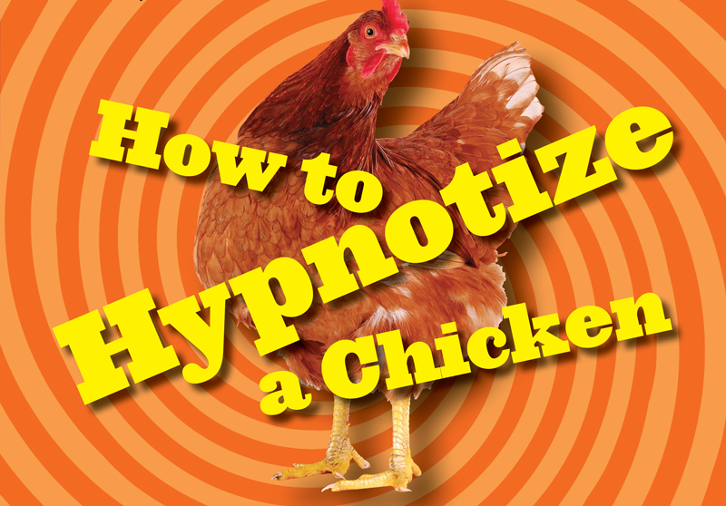 How to Hypnotize a Chicken