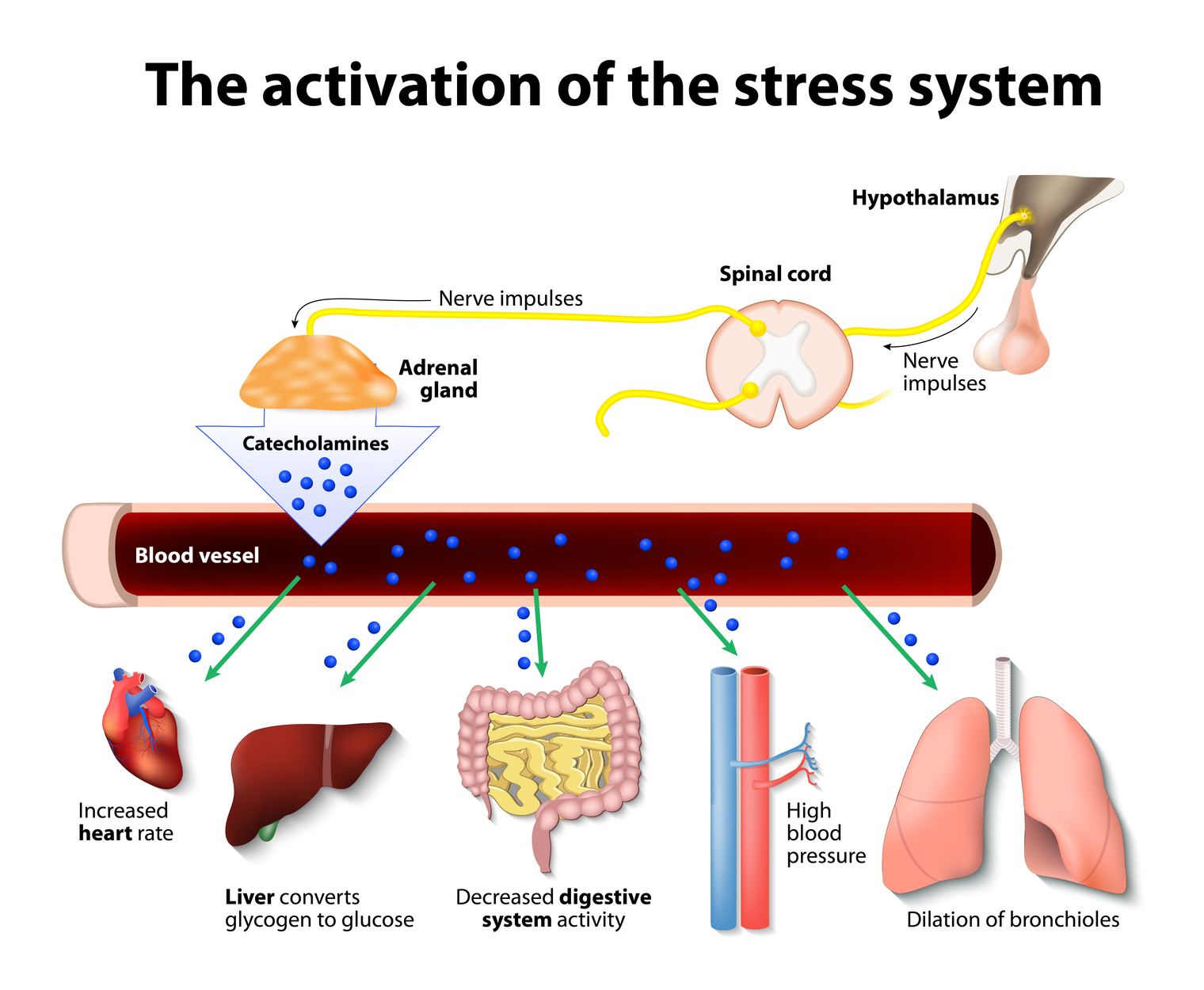 The activation of the stress system.