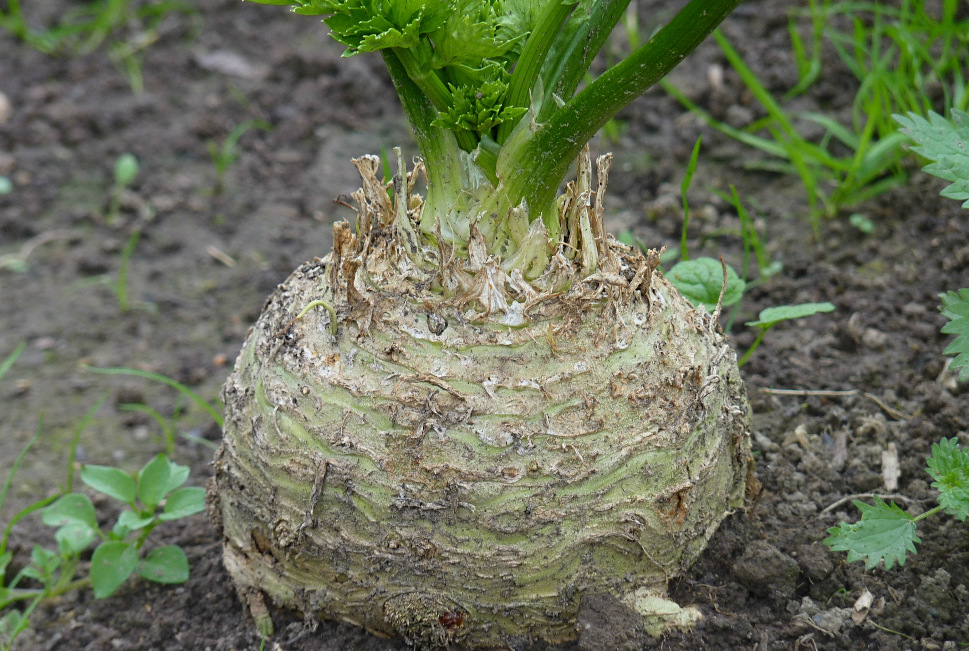 Food Facts and Trivia: Celeriac