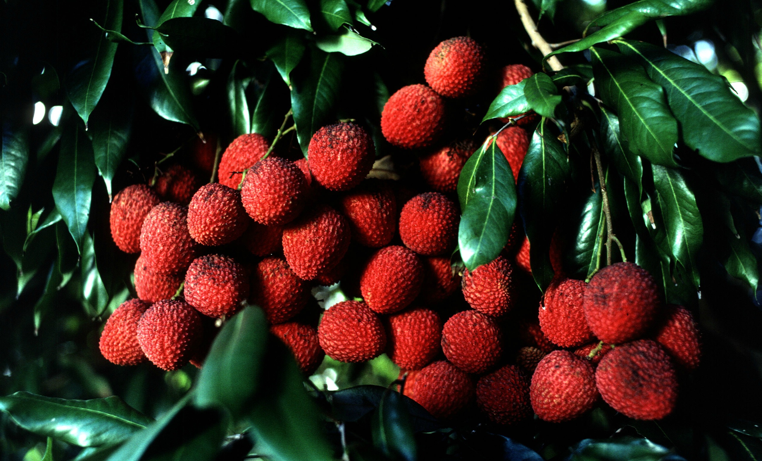 Food Facts and Trivia: Lychee