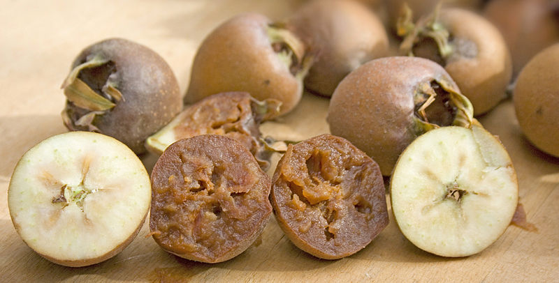 Food Facts and Trivia: Medlar Fruit
