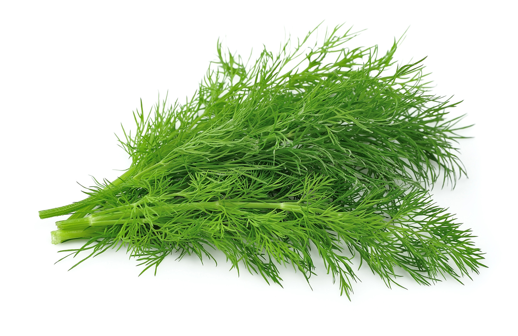 The story of fennel and other herbs and spices
